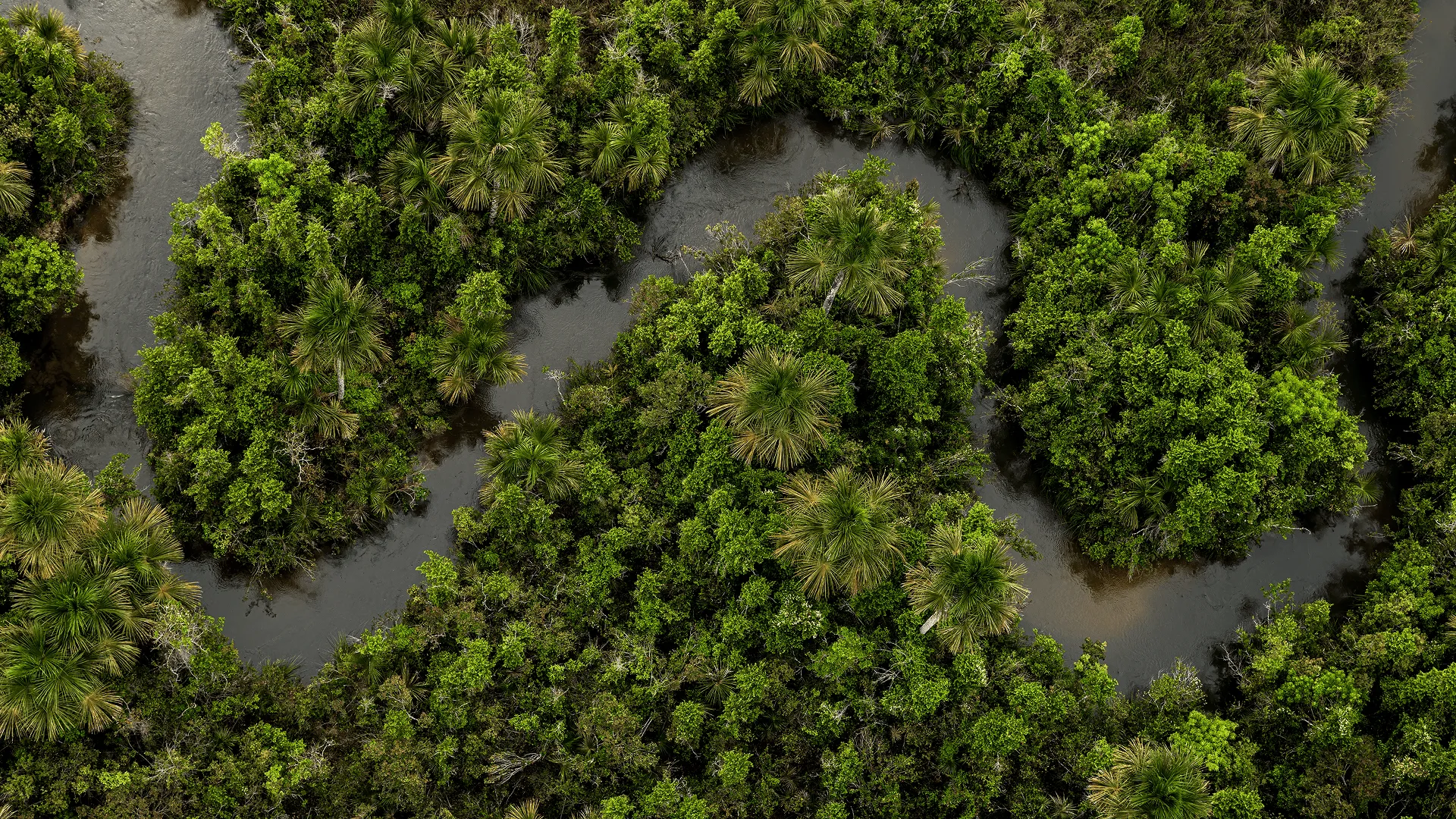 Aerial landscape view of a winding dark river flowing through a dense green tropical rainforest canopy.