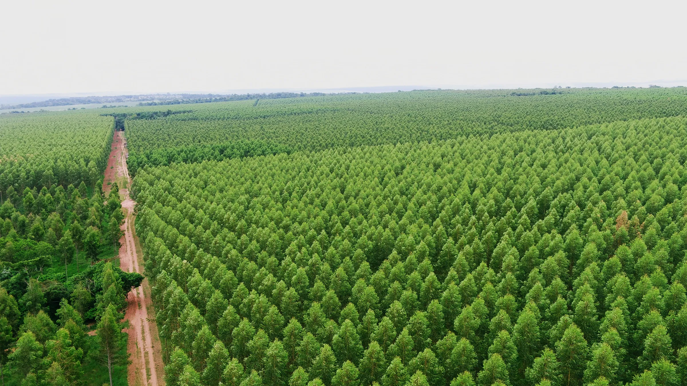 Aerial landscape of a dirt road dividing a dense green forest from a sparse, thinned forest area with mountains behind.